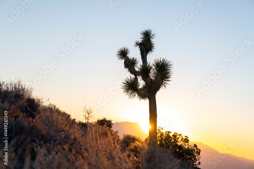 sunset yucca brevifolia photo