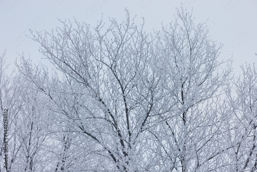 Frost-Covered Tree Branches Against a Winter Sky Frost-Covered Tree Branches Against a Winter Sky