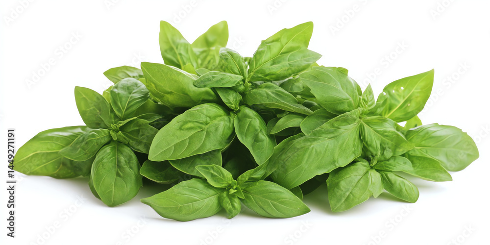Fresh Green Basil Leaves Closeup Studio Shot Fresh Green Basil Leaves Closeup Studio Shot
