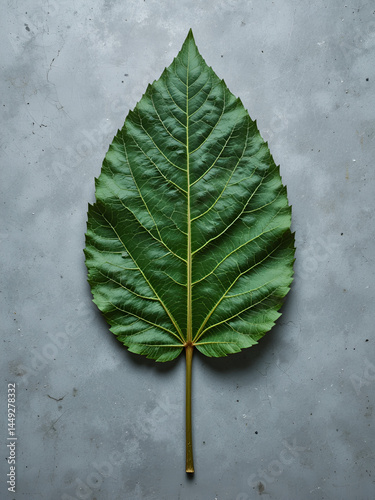 leaf