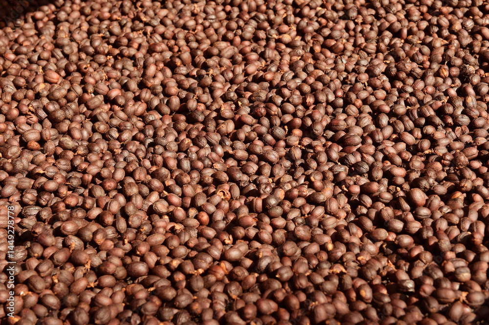 Coffee beans drying in the sun Coffee beans drying in the sun