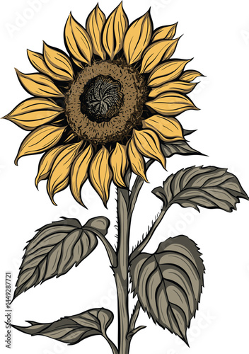 Colored Sunflower Illustration