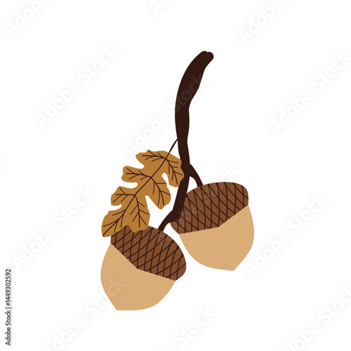 Hand drawn illustration of an acorn. Flat design of acorns. Illustration of ripe brown acorns. 
