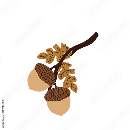 Hand drawn illustration of an acorn. Flat design of acorns. Illustration of ripe brown acorns. 