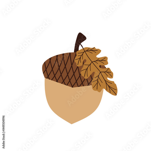Hand drawn illustration of an acorn. Flat design of acorns. Illustration of ripe brown acorns. 