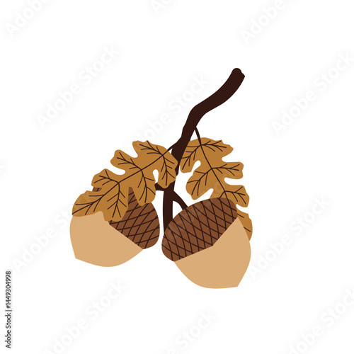 Hand drawn illustration of an acorn. Flat design of acorns. Illustration of ripe brown acorns. 