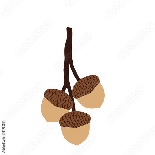 Hand drawn illustration of an acorn. Flat design of acorns. Illustration of ripe brown acorns. 
