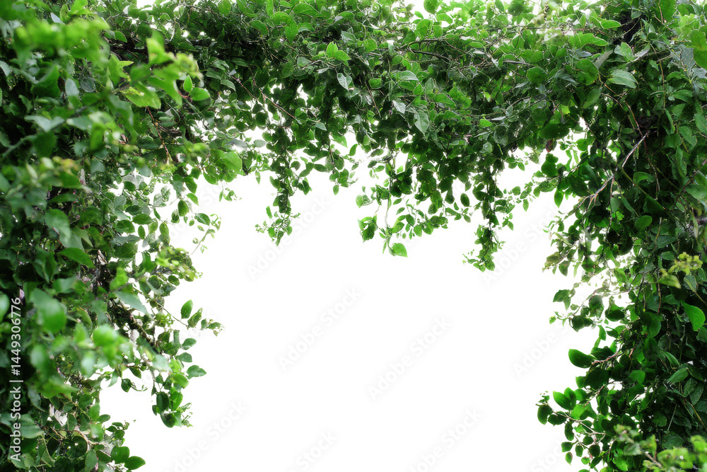 Fototapeta premium Lush green leafy archway with vibrant foliage framing black background, cut out