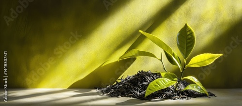 Fresh tea leaves sprout from dark tea
