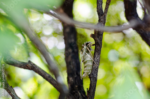 Moth clinging to a tree branch