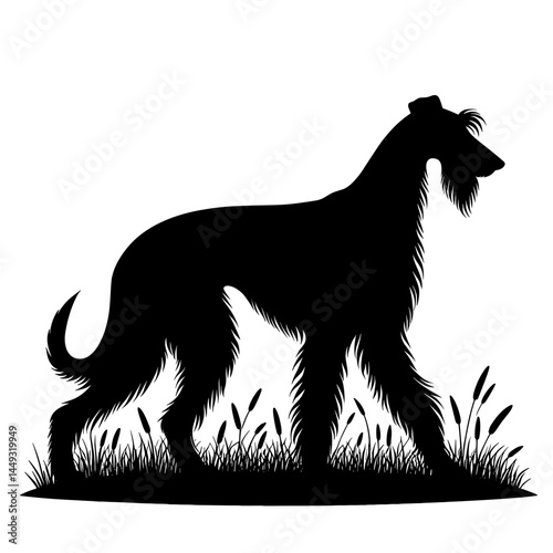 Afghan hound standing on grass silhouette