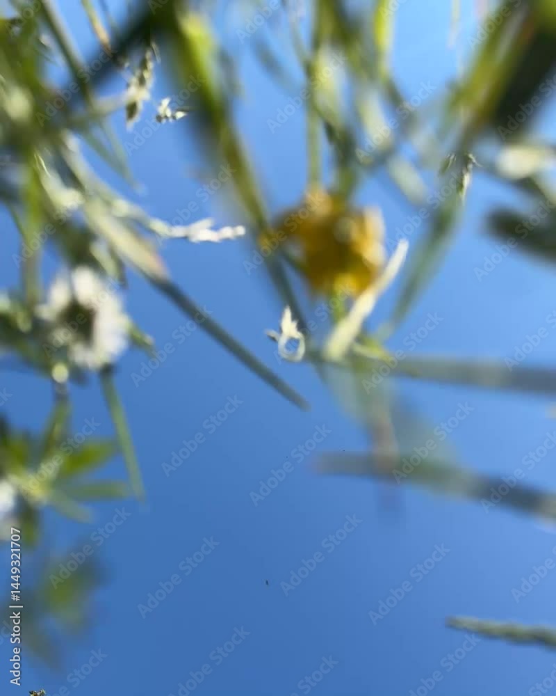 Wiese und Himmel