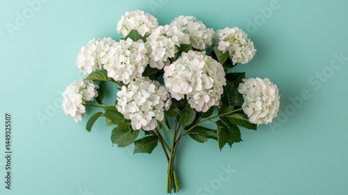 Beautiful White Hydrangea Flower Bouquet with Green Leaves Arranged on Bright Solid Background for Floral Decoration and Botanical Design photo