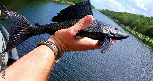 Invasive pleco fish in the everglades  photo