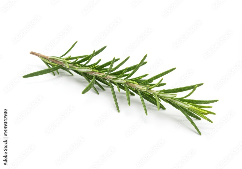 Fresh Rosemary Sprig Isolated White Background Culinary Herb Aromatic Plant Ingredient Cooking Food Fresh Rosemary Sprig Isolated White Background Culinary Herb Aromatic Plant Ingredient Cooking Food