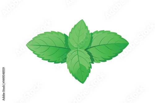 Illustration of a spearmint on a white background