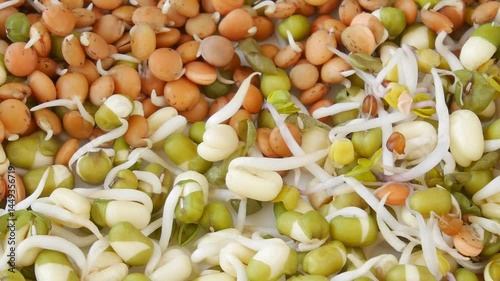 Mung bean and lentil sprouts increasing in density, developing green shoots against pristine white backdrop, showcasing natural germination process and nutritional growth.