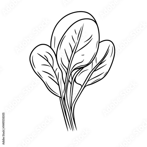 Spinach Plant Sketch Illustrating Freshness and Nutrition  