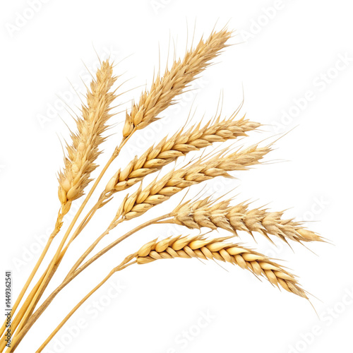 wheat isolated on white background