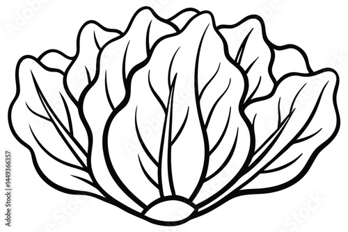Bok Choy Vegetable Vector Illustration on White Background

