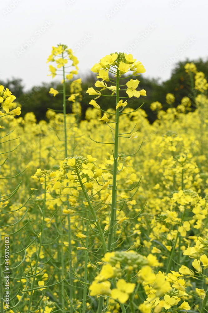 Obraz premium Mustard flower field is full blooming, yellow mustard field landscape industry of agriculture, mustard flowers closeup photo, Oil seed crop cultivation in Pakistan, Full Blooming Yellow Mustard Flo Dw
