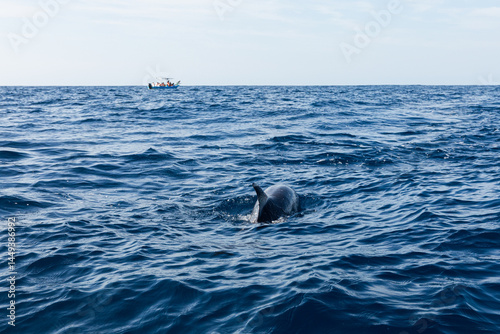 Dolphin surfacing for air near a boat in the ocean in Oaxaca Mexico