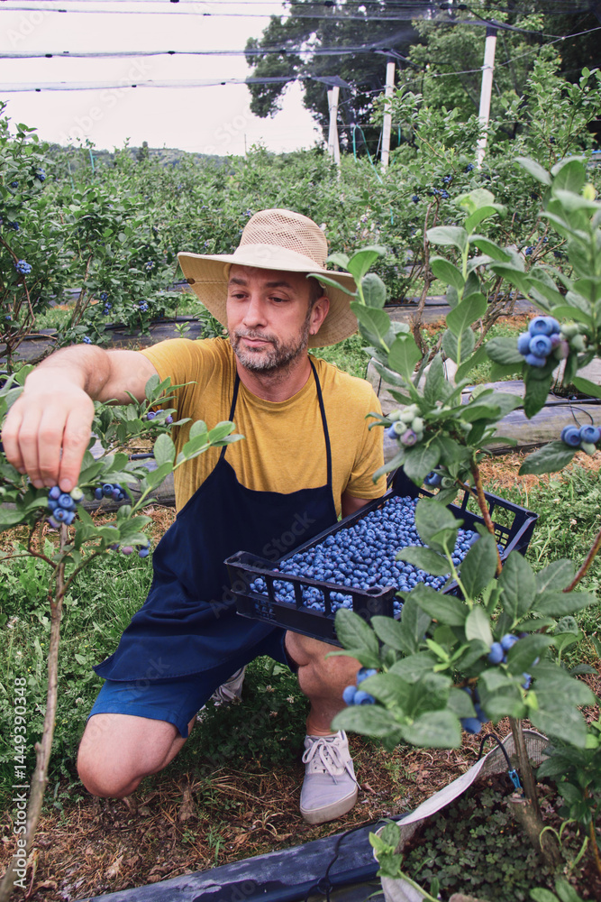 Farmer picking fresh blueberries on a farm.
