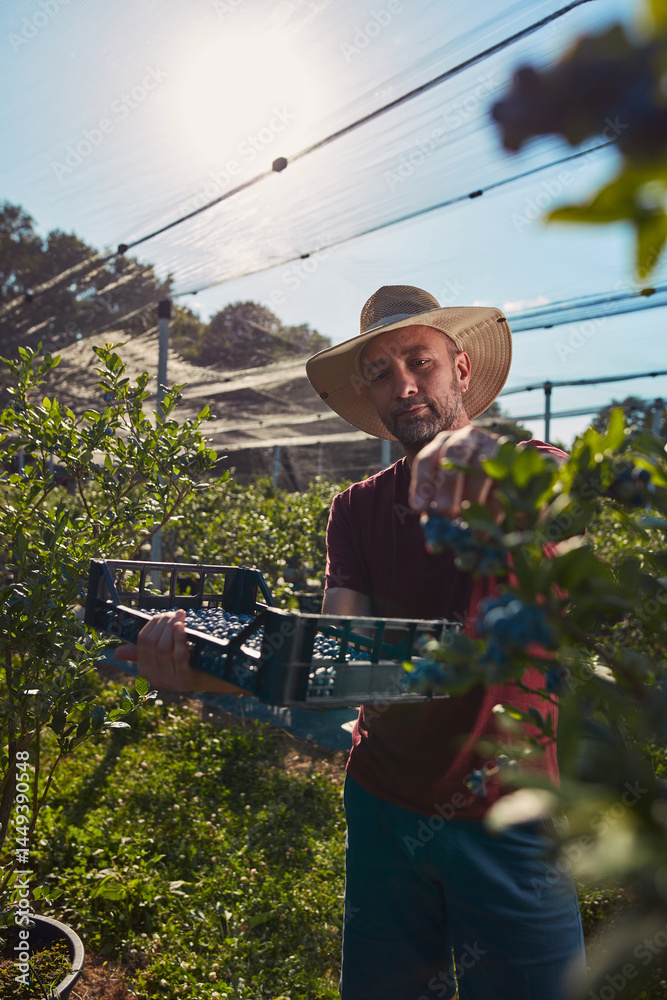 Farmer picking fresh blueberries on a farm.
