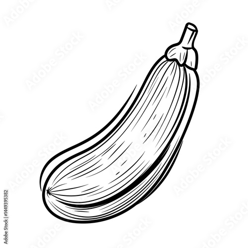 Zucchini vegetable illustration in line art style  