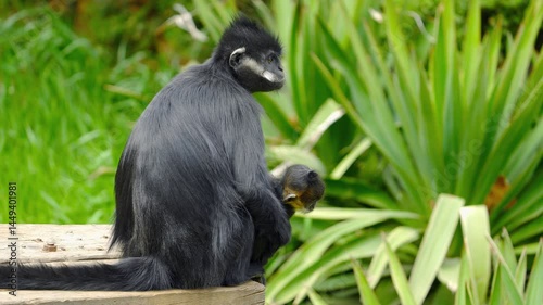 Black langur mother and baby foraging and perching in lush surroundings