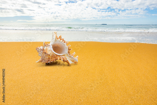 Muschel am Strand am  blauen Pazifischen Ozean