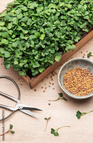 Obraz na płótnie Fresh microgreens growing in wooden box with seeds and scissors w salonie
