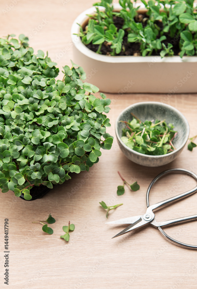 Microgreens growing in a container are being harvested with scissors, showcasing the process from plant to plate