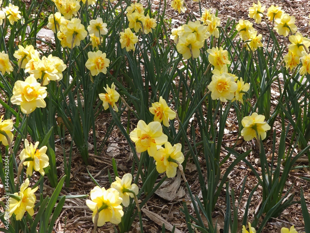 Fototapeta premium daffodils in spring