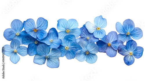 Fototapeta Naklejka Na Ścianę i Meble -  Cluster of small bright blue flowers with yellow centers, cut out transparent