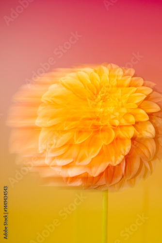 Moving orange flower 