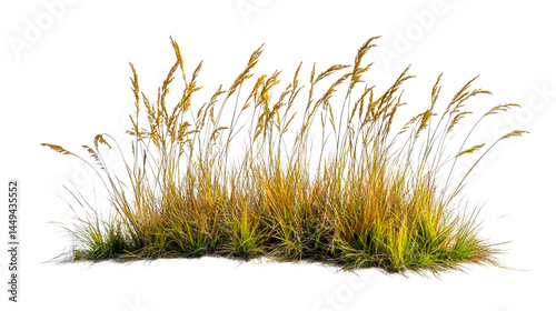 Dry yellow grass clump, autumn foliage, flora, cut out transparent