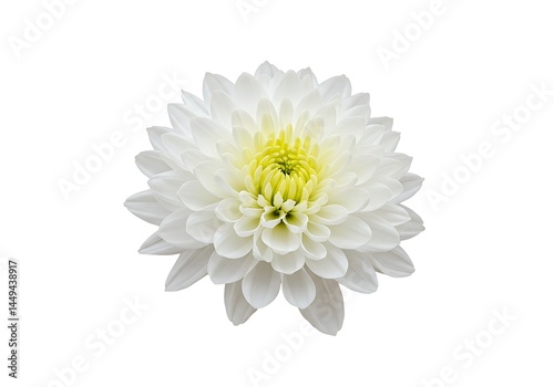Wallpaper Mural A single white chrysanthemum flower with a yellow center isolated on a white background in a detailed view Torontodigital.ca