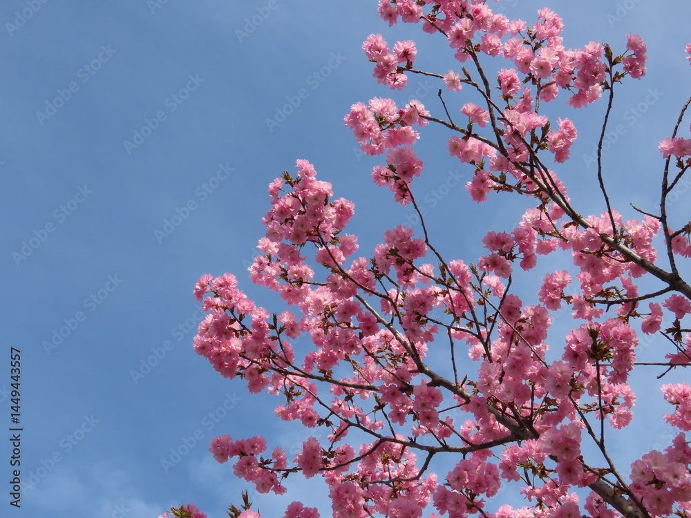 青空に映えるピンクの八重桜 青空に映えるピンクの八重桜