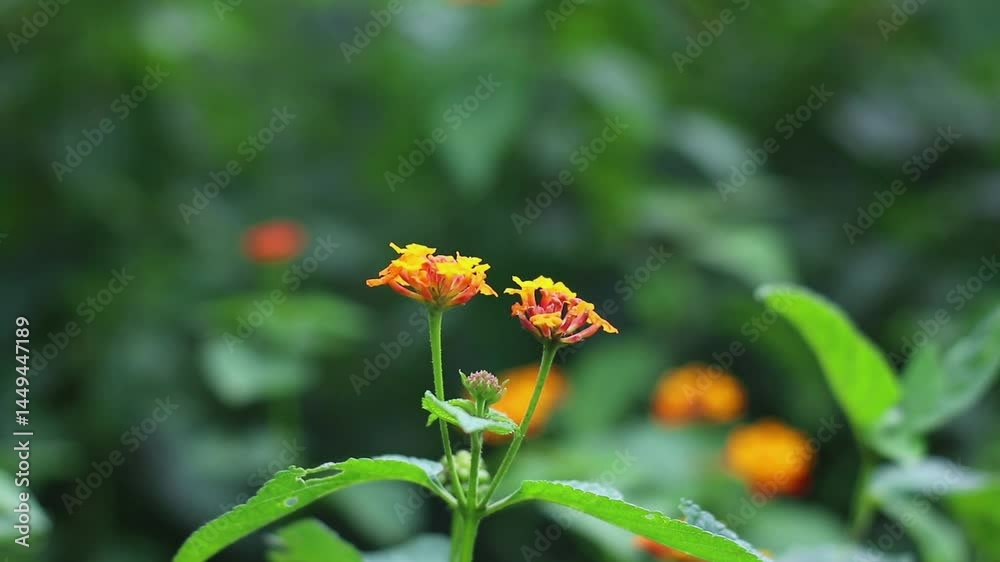 close up view of lantana camara plant swaying in the wind