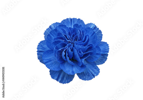 Blue Carnation A Vibrant Bloom Against Black