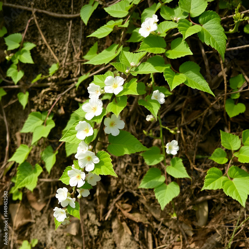 Wild vine