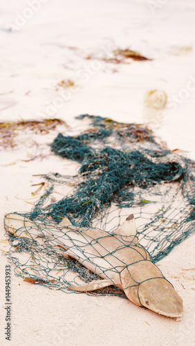 Dead blacktip reef shark in a fishing net on a beach, fish in decarded ghost gear, sea pollution, environmental conservation