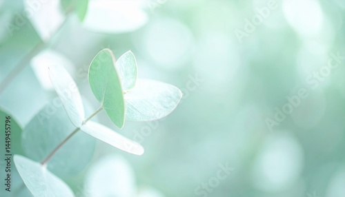  Blurred Eucalyptus Leaves – Soft Pastel Green Background 
