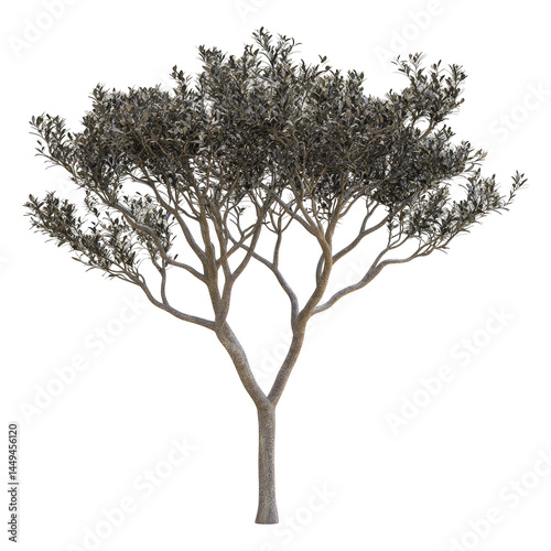 Grayish-toned tree, full image photo