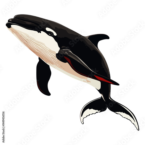 killer whale, marine life, animal, vector, transparent background