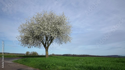 Frei stehender, bühender Kirschbaum 