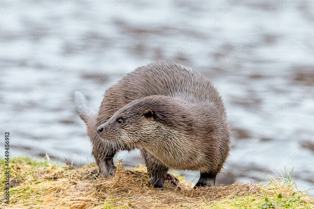 Obraz premium Eurasian Otter (Lutra lutra)