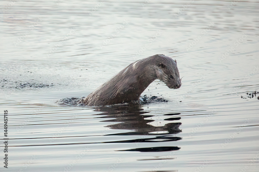Fototapeta premium Eurasian Otter (Lutra lutra)