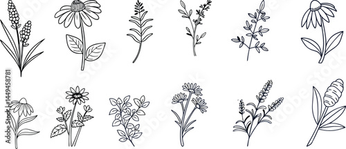 Medicinal herbs line icon set